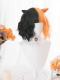Half Black and Half Orange Short Wavy Synthetic Wefted Cap Lolita Wig LG541